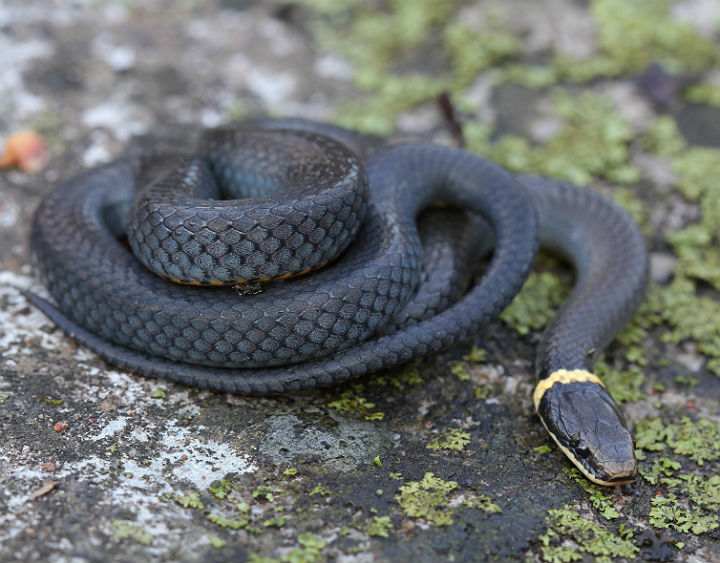 Ringneck Snake